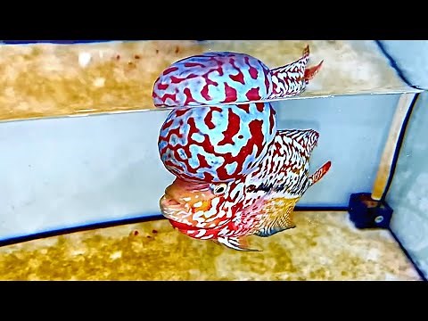 TOP 10 Super VIP King Kamfa Flowerhorn | Rare Flowerhorn Fish