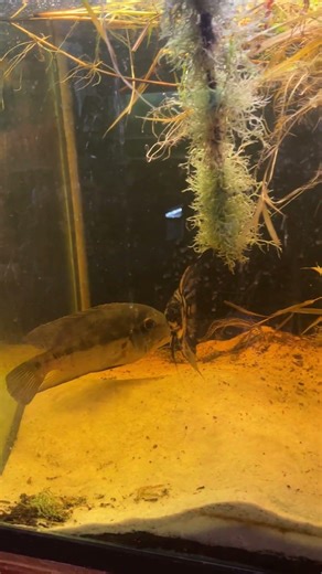 True Parrot wild fish from Peru, very aggressive