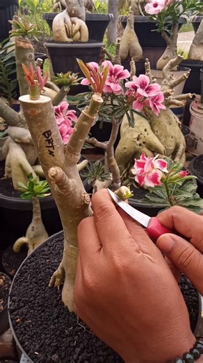 Adenium Grafting Tips for Beginners