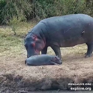 1.4M views · 206K reactions | Hippos only have one calf at a time, and calves stay with mom up until they're 7 to 8 years old  | explore.org | Facebook