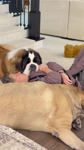 Cute Saint Bernard Puppy Moments