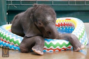 A Clumsy Baby Elephant Gleefully Splashes Around in a Colorful Kiddie Pool on a Hot Summer's Day