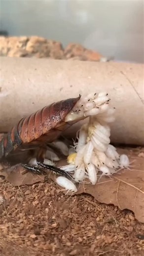 Vince Tamakloe on Instagram: "A rare and fascinating moment: a giant hissing cockroach gives birth to live young. This video captures the surprising reproductive strategy of this iconic insect, revealing tiny white nymphs emerging fully formed and ready to begin life outside the mother."
