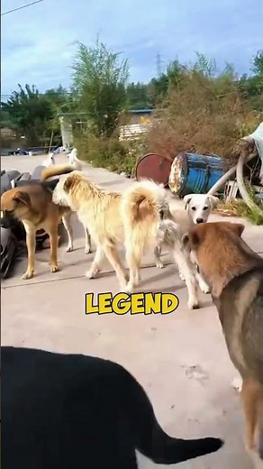 The Alpha Dog They Call King Charles