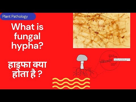 what's is hyphae in fungi? Fungal hypha saptate and coenocytic hyphae mycelium of fungi Biology NEET