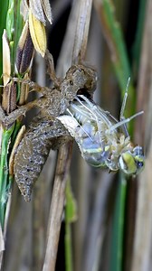 A Miracle Unfolds: Dragonfly Molting Captured Up Close #Dragonfly #Molting #NatureMiracle #InsectTransformation #CloseUpNature #ViralShorts #AmazingNature | Tropical insects