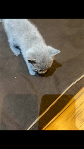 Adopt a Russian Blue Kitten Today!