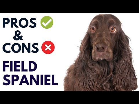 Field Spaniel Dog Pros and Cons | Field Spaniel Advantages and Disadvantages