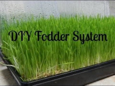 DIY Fodder - How We Grow Fodder For Our Dexter Cattle