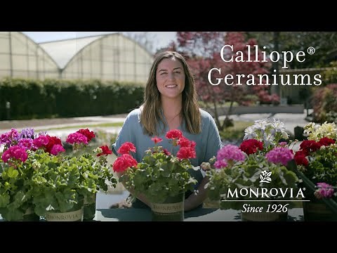 Monrovia | Calliope® Geraniums