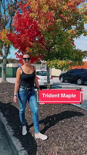 Trident Maple: Fall Color Gardening Tips for Homeowners