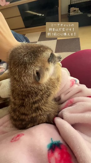 ミーアキャット飼育のメリットとデメリット