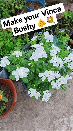 How to make vinca bushy #shorts #ytshorts #nature