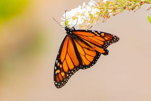 11 Spiritual Meanings of Monarch Butterfly: Flying Around You