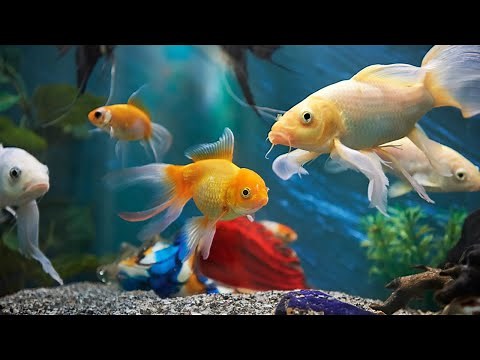 10 types of freshwater ornamental fish that can be kept together