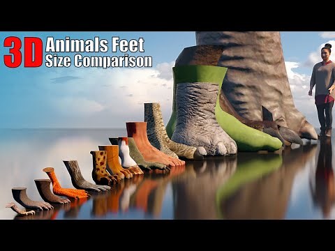 Animal, Dinosaur and Monster 3D Feet Size Comparison