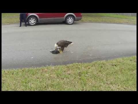 American Bald Eagle Eats Cat - Jacksonville Florida