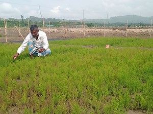 Seawater Solutions: Saline Agro-ecologies with Livestock Transitioning (SALT)