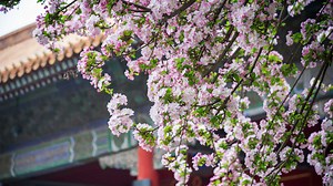 In Beijing, the capital of China, there has been a blossoming interest in flower appreciation as the city enhances its natural landscapes. Parks adorned with fragrant blooms draw countless visitors. To cater to the increasing demand, numerous cultural events and a variety of merchandise have emerged. Check out the video to find out more. | CGTN