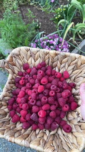 Joan J thornless raspberries 🫶🏻 such a heavy producer for me, the plants paid for themselves in the first season! 5 bare roots for $22.95 & now we never have to purchase them from the store again. #gardening #raspberries #growyourownfood #gardenharvest #zone9garden