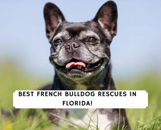 5 Best French Bulldog Rescues in Florida! - We Love Doodles
