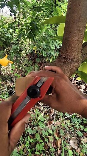 A creative grafting experiment using a satellite dish LNB as a support tool. This is only a simple tip and trick to show that anything around us can be repurposed in gardening #grafting #gardeninghacks #plantgrafting #creativegardening #uniquetips #satellitedish #LNBhack #satisfying #asmr #bonsai #reels #videoreels 🌱💚🌿🎨💪 | Dza Zakaria