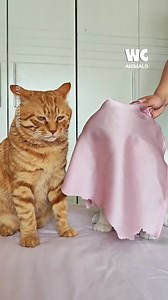 21K views · 182 reactions | He doesn't like his kitty bride  | Watercooler Animals | Facebook