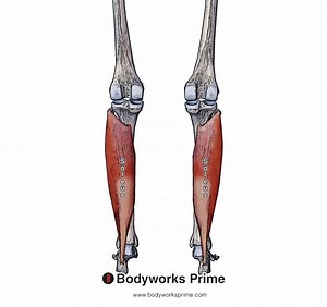 Soleus Muscle Anatomy - Bodyworks Prime