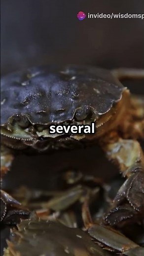 How Crabs Regrow Their Claws! 🦀