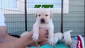 19K views · 2.8K reactions | 9 Puppies Have Their First Adventure Outside! | Life With Labradors | Facebook
