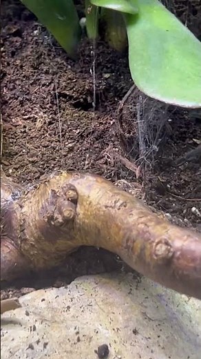 How much web does a tarantula make?!