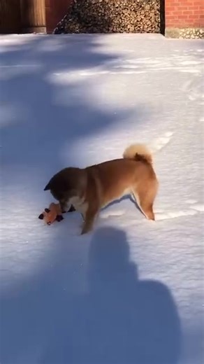 Checking the strength of the snow 😂 | I Love My Shiba Inu