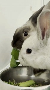 82 reactions · 15 shares | Meet Souffle and Marshmallow a bonded...