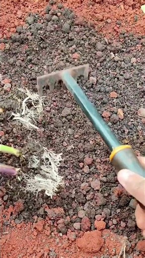Tulip Seedling Planting Technique | チューリップ苗の植え付け方法 | 튤립 묘목 식재 기법