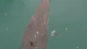 ‘Disgusted’: ‘Shock’ shooting of crocodile in head