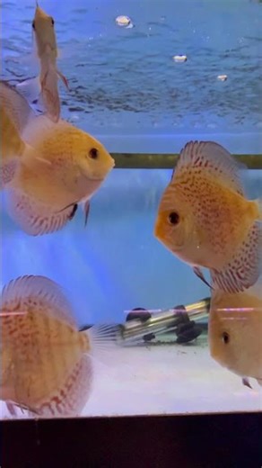 Mosaic Leopard Discus #fish #fishtank #aquarium #tropicalfish #freshwater #discusfish #cichlid