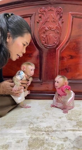 Adorable Monkeys Displaying Jealousy