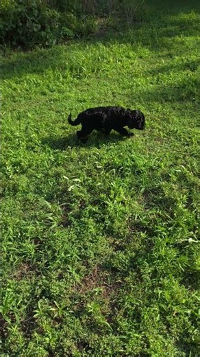 Portuguese Water Dog Puppy NO8 🐾