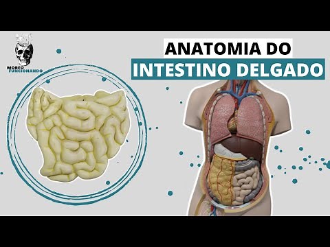 ANATOMIA DO INTESTINO DELGADO (TUBO DIGESTÓRIO OU TRATO GASTROINTESTINAL - TGI) #6