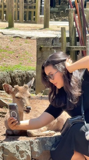 奈良公園で鹿たちと最高の一日！🦌✨