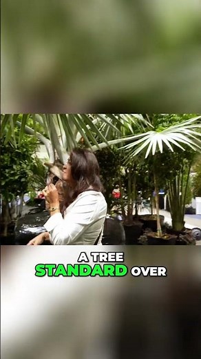 Silver Buttonwood: Stunning Florida Native Bush & Tree! #shorts