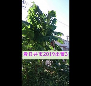 2018→2019 春日井市露地越冬〜結実 ドワーフナンワーバナナ