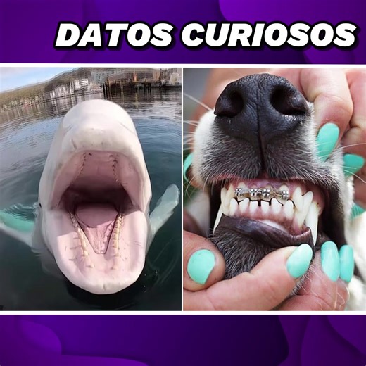 Datos para Mentes Curiosas 🧠 | Interesante Gurú