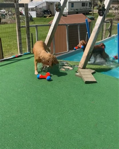 25K views · 511 reactions | First swim of the year and we have some very happy pups!! 瑩瑩瑩瑩瑩 And, how about that throw! I couldn’t do that again if I tried!!  #swimmingseason #pooltime #firstswimoftheyear #pawsasplashin #teamourgoldenadventures #teamoga #ourgoldenadventures | Our Golden Adventures | Facebook