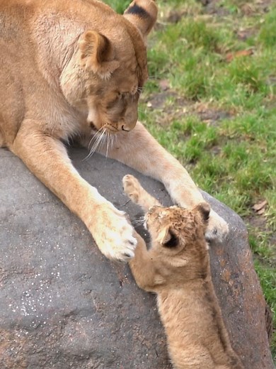 可愛いライオン赤ちゃんとママの癒し動画🪄