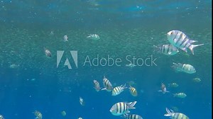 Tropical fishes of various species feeds in the surface water rich in plankton. Visually distinguishable plankton-rich water layer (rarely seen phenomenon). 4K-60fps