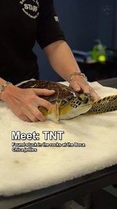 173K views · 6.2K reactions |  Say hello to TNT, the cutest little green sea turtle! This tiny 4.7 lb non-FP juvenile had a bit of an adventure, getting stuck in the rocks at Boca Chica jetties. After a quick check for some minor scrapes, we're happy to report TNT is doing great! | Sea Turtle, Inc | Facebook