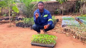 24K views · 966 reactions | 15 000€ en 4 mois comment #repiquer la #tomate ? Lien pour regarder toute la vidéo sur YouTube  https://youtu.be/s408-gDBta8 | Agriculteurs Modernes | Facebook