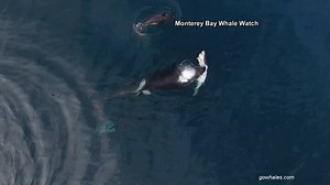 145K views · 1.1K reactions | Incredible drone video captured the moment a pod of killer whales devoured a shark in Monterey Bay, California on Dec. 13. | Global News | Facebook