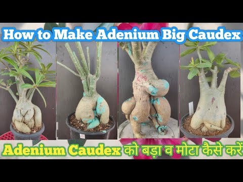 The Ultimate Guide to Growing Adenium Caudex #adeniumcaudex #adenium